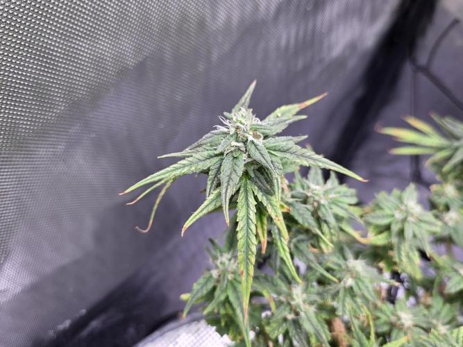 Bubblegum Femaleseeds. Week 15 - 13/04/2026
Midday