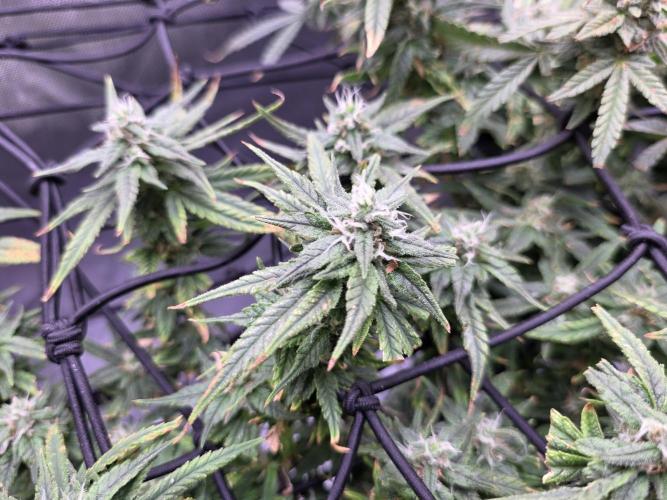 Bubblegum Femaleseeds. Week 15 - 13/04/2026
Midday