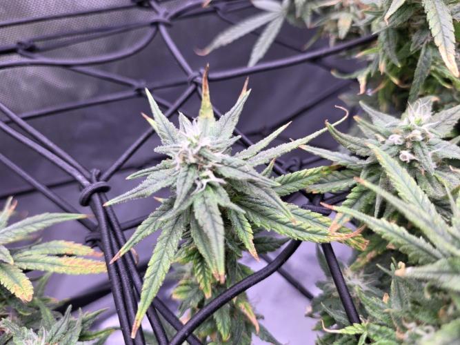 Bubblegum Femaleseeds. Week 15 - 13/04/2026
Midday