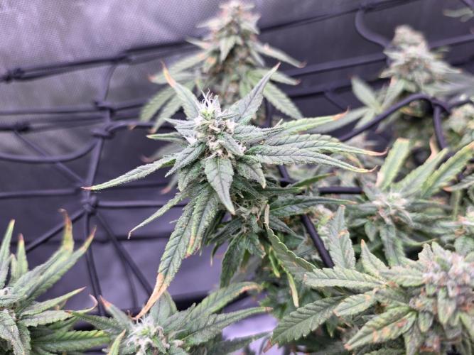 Bubblegum Femaleseeds. Week 15 - 13/04/2026
Midday