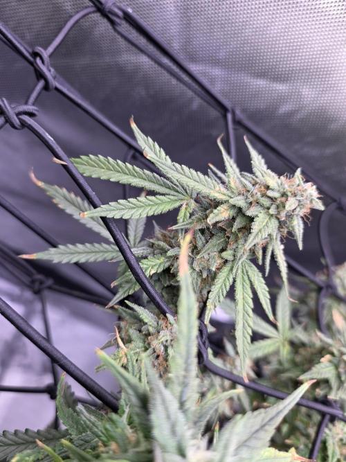 Bubblegum Femaleseeds. Week 15 - 13/04/2026
Midday