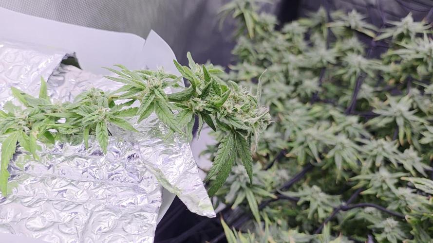 Bubblegum Femaleseeds
