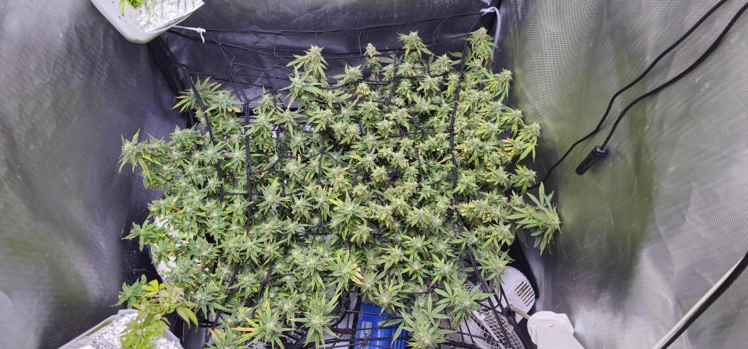 Bubblegum Femaleseeds. Week 15 - 17/04/2026