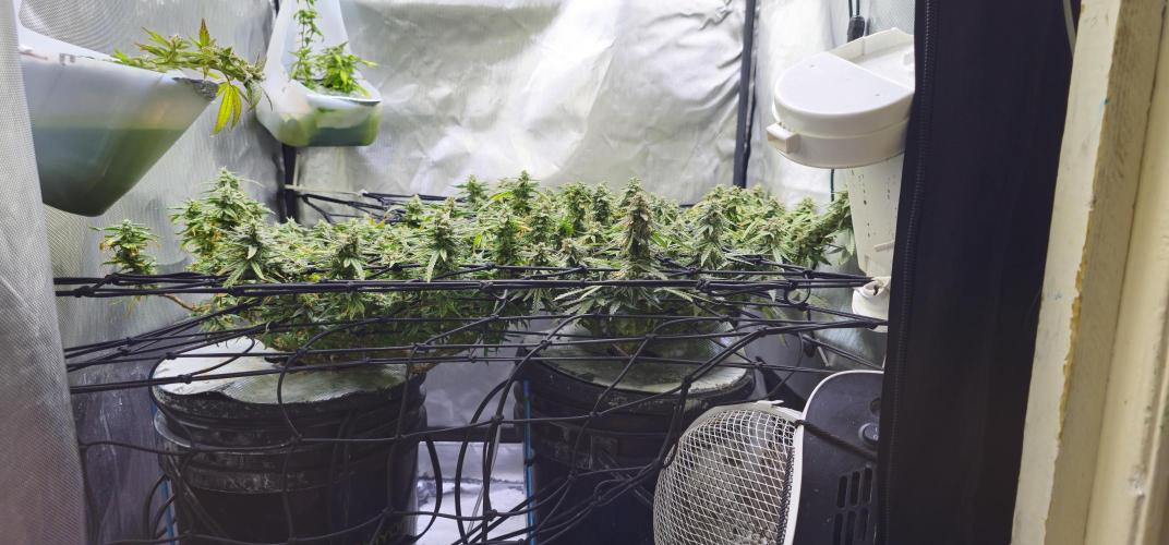 Bubblegum Femaleseeds. Week 15 - 17/04/2026