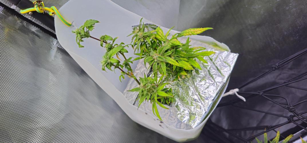 Bubblegum Femaleseeds. Week 15 - 17/04/2026