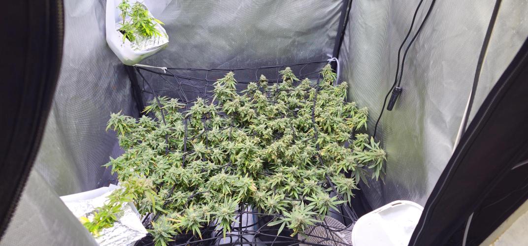 Bubblegum Femaleseeds. Week 15 - 17/04/2026
