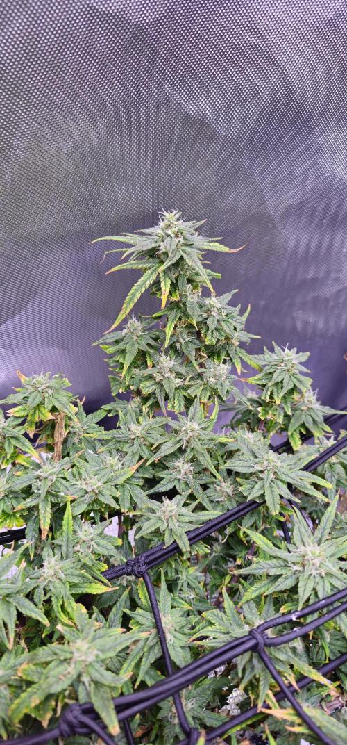 Bubblegum Femaleseeds. Week 15 - 17/04/2026