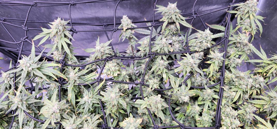 Bubblegum Femaleseeds. Week 15 - 17/04/2026