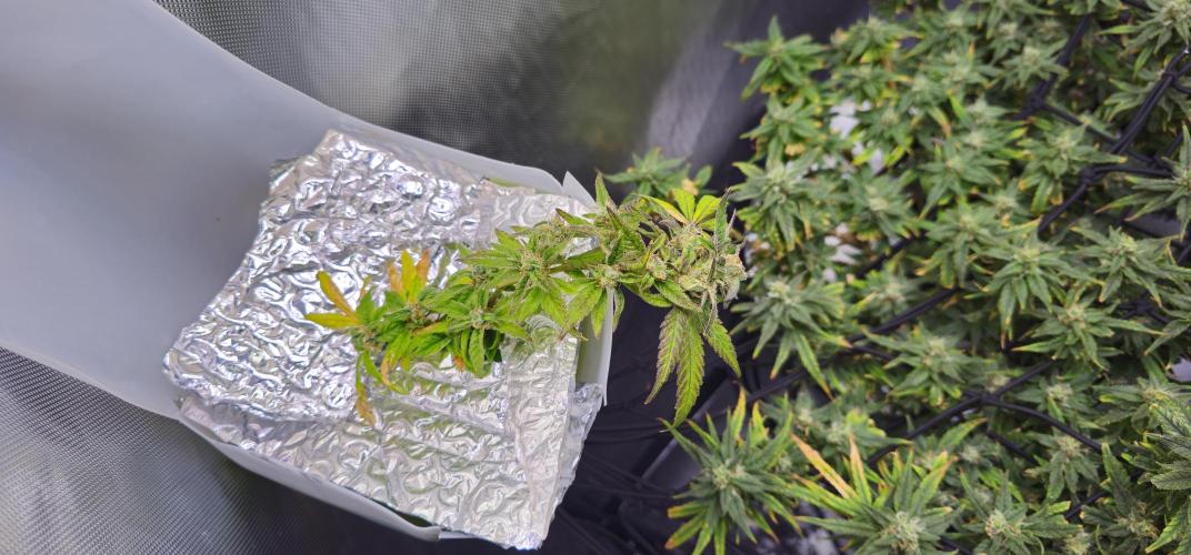 Bubblegum Femaleseeds. Week 15 - 17/04/2026