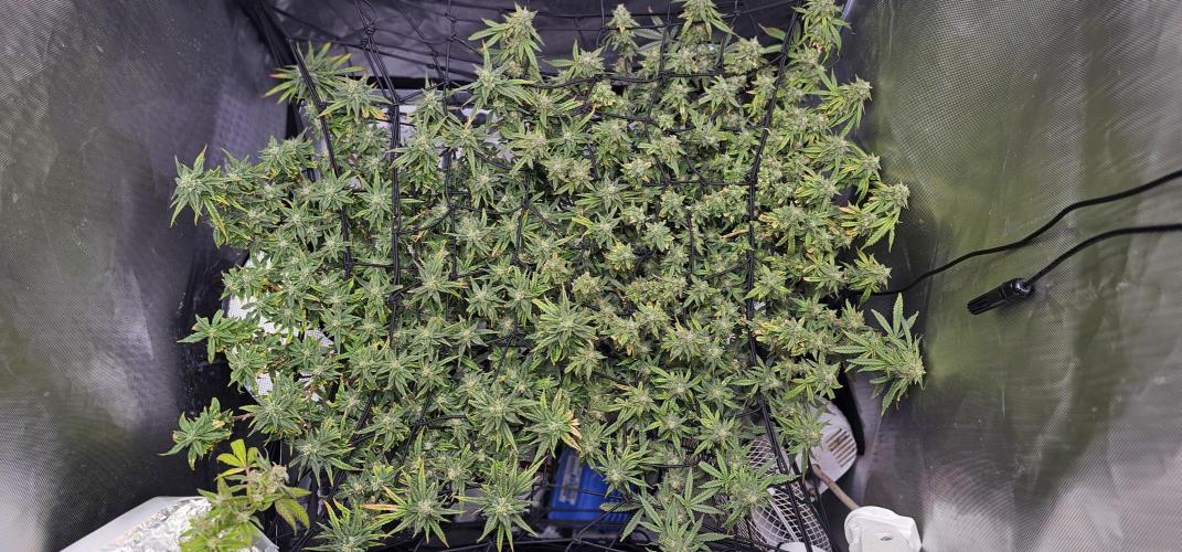 Bubblegum Femaleseeds. Week 15 - 17/04/2026