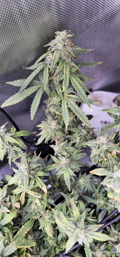 Bubblegum Femaleseeds. Week 15 - 17/04/2026