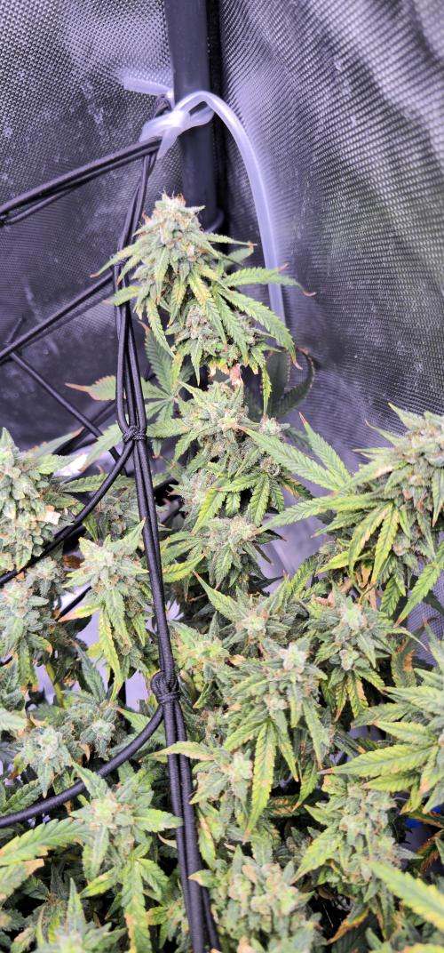 Bubblegum Femaleseeds. Week 15 - 17/04/2026