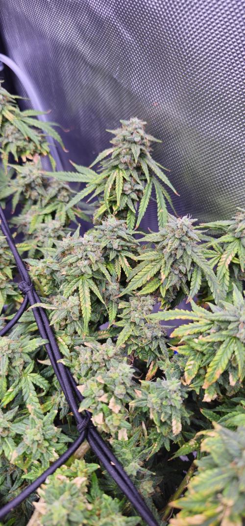 Bubblegum Femaleseeds. Week 15 - 17/04/2026