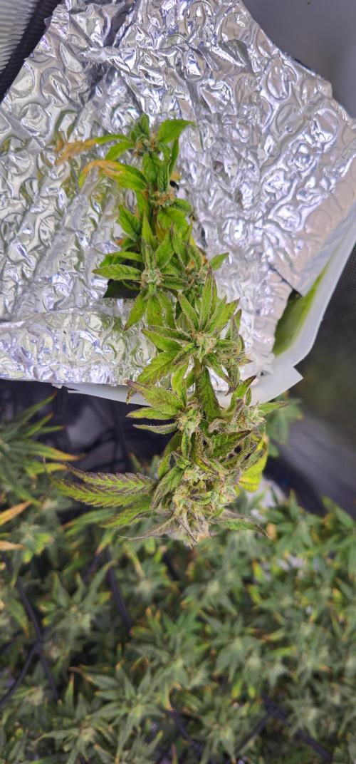Bubblegum Femaleseeds. Week 15 - 18/04/2026