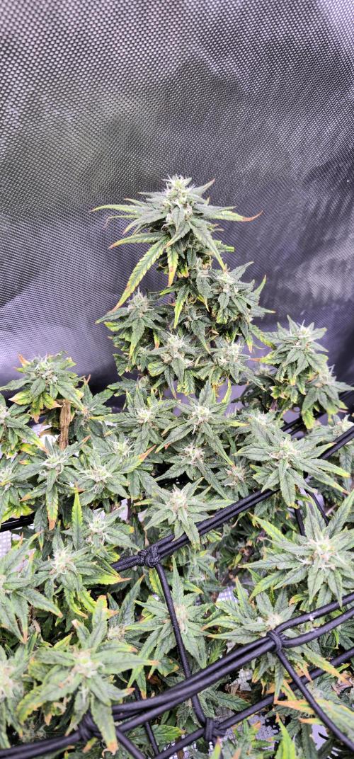 Bubblegum Femaleseeds. Week 15 - 18/04/2026