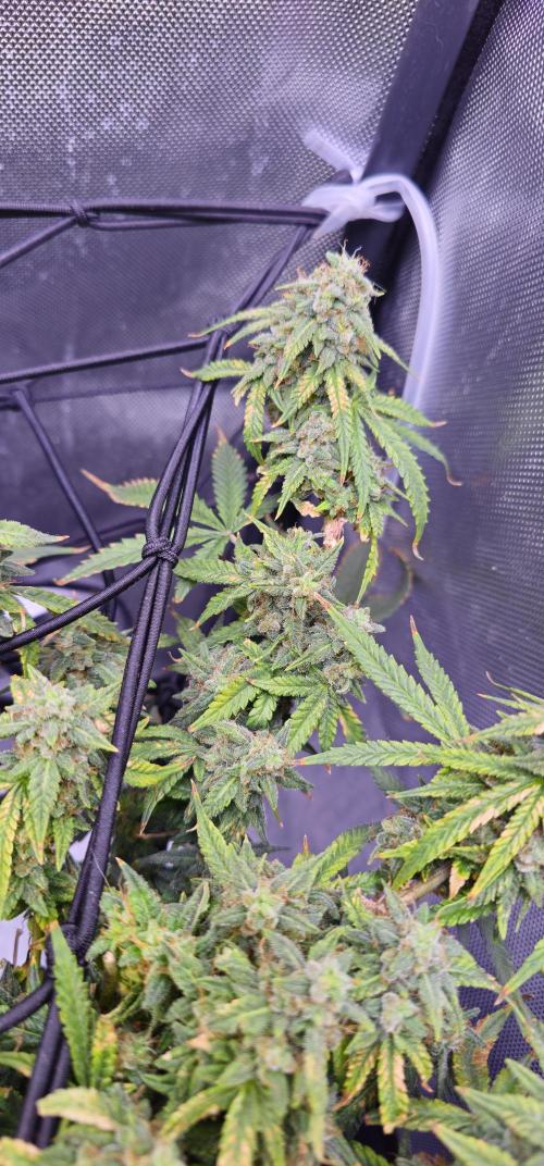 Bubblegum Femaleseeds. Week 15 - 18/04/2026