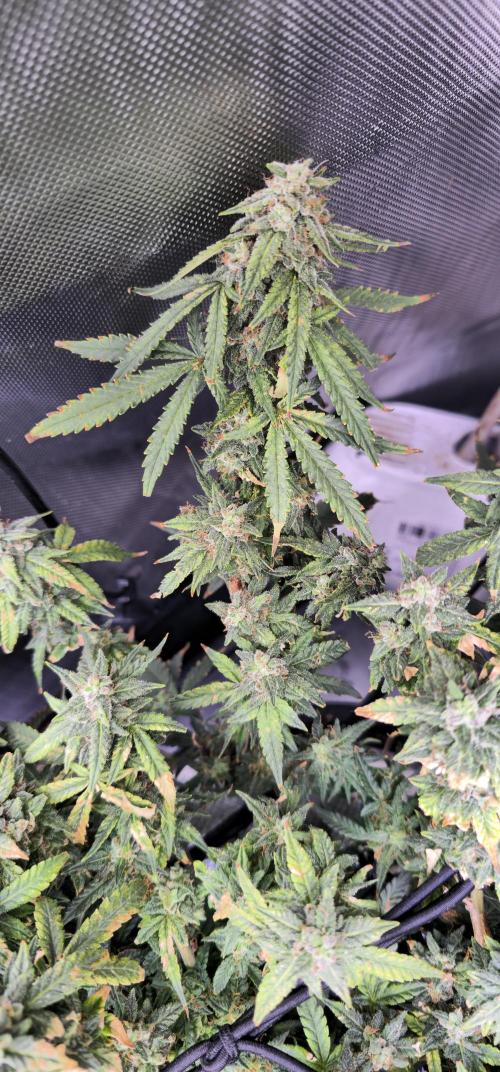 Bubblegum Femaleseeds. Week 15 - 18/04/2026