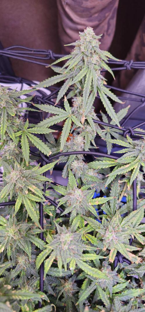 Bubblegum Femaleseeds. Week 15 - 18/04/2026