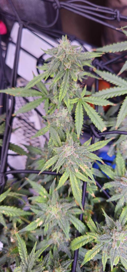 Bubblegum Femaleseeds. Week 15 - 18/04/2026