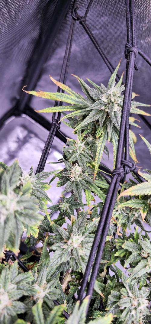 Bubblegum Femaleseeds. Week 15 - 18/04/2026