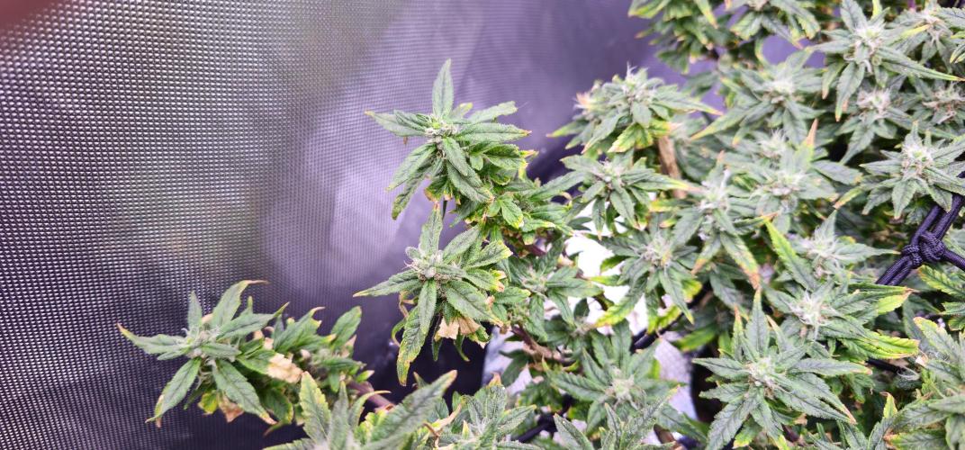 Bubblegum Femaleseeds. Week 15 - 18/04/2026