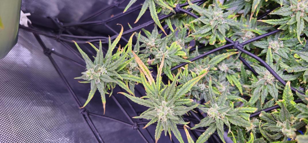 Bubblegum Femaleseeds. Week 15 - 18/04/2026