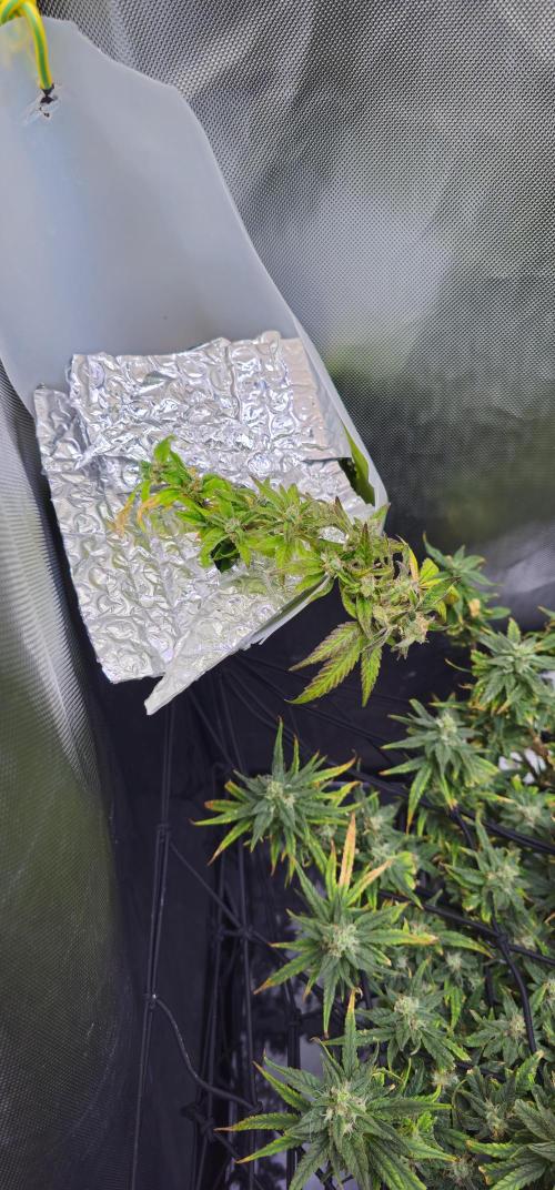 Bubblegum Femaleseeds. Week 15 - 18/04/2026