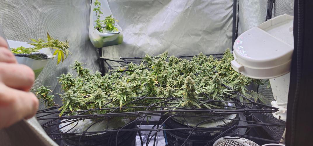 Bubblegum Femaleseeds. Week 15 - 18/04/2026