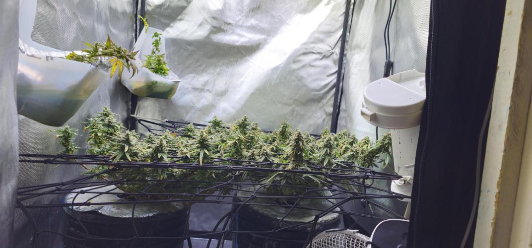 Bubblegum Femaleseeds. Week 16 - 21/04/2026