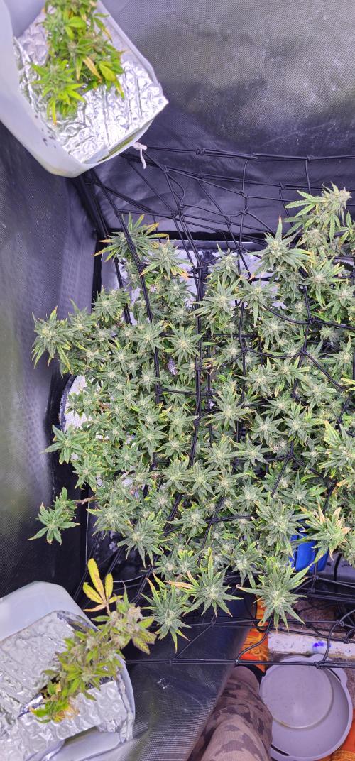 Bubblegum Femaleseeds. Week 16 - 21/04/2026