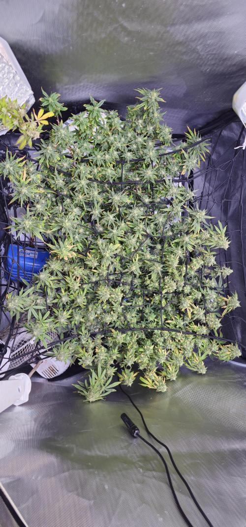Bubblegum Femaleseeds. Week 16 - 21/04/2026