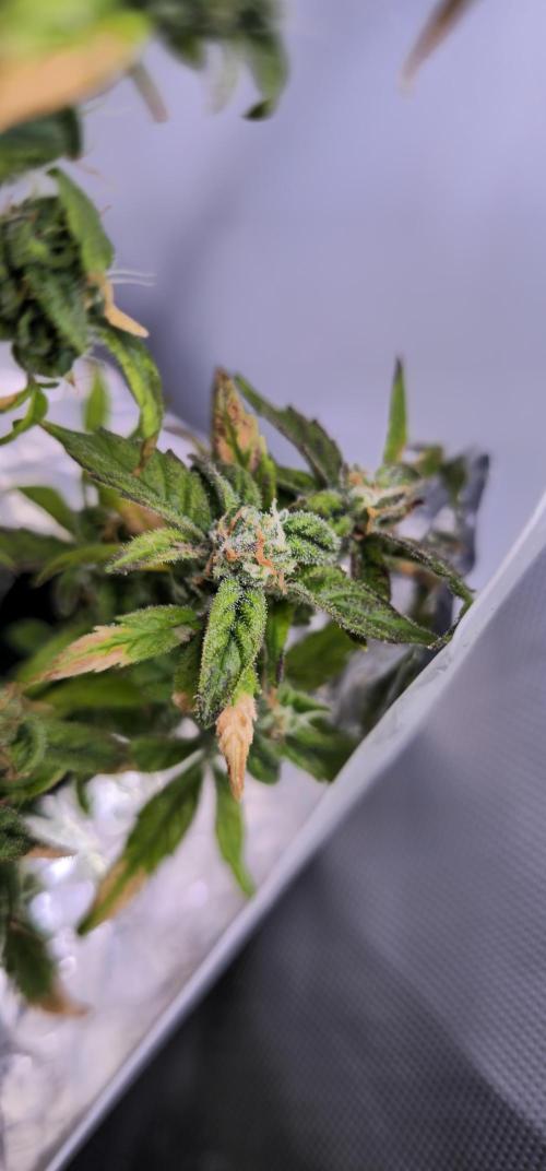 Bubblegum Femaleseeds. Week 16 - 21/04/2026