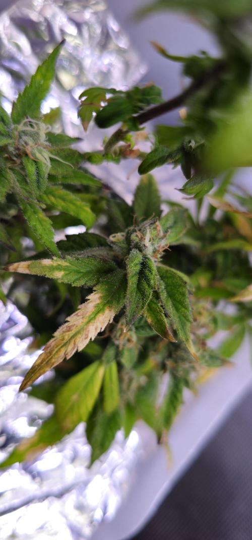 Bubblegum Femaleseeds. Week 16 - 21/04/2026