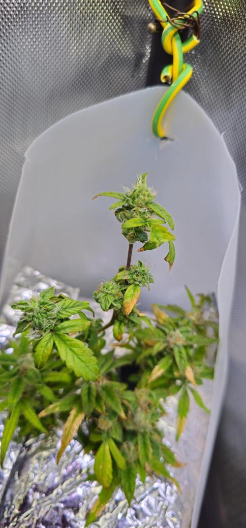 Bubblegum Femaleseeds. Week 16 - 21/04/2026