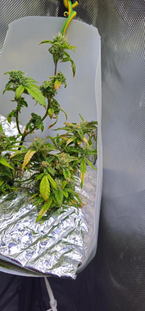 Bubblegum Femaleseeds. Week 16 - 21/04/2026