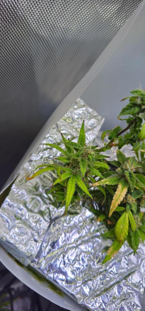 Bubblegum Femaleseeds. Week 16 - 21/04/2026