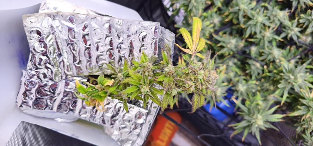 Bubblegum Femaleseeds. Week 16 - 21/04/2026