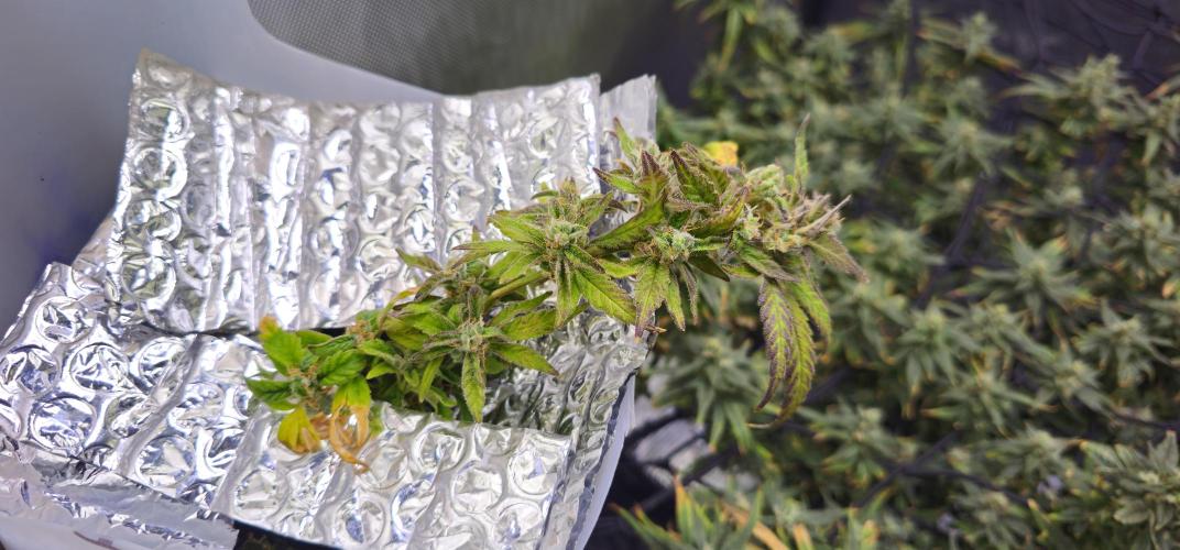 Bubblegum Femaleseeds. Week 16 - 21/04/2026