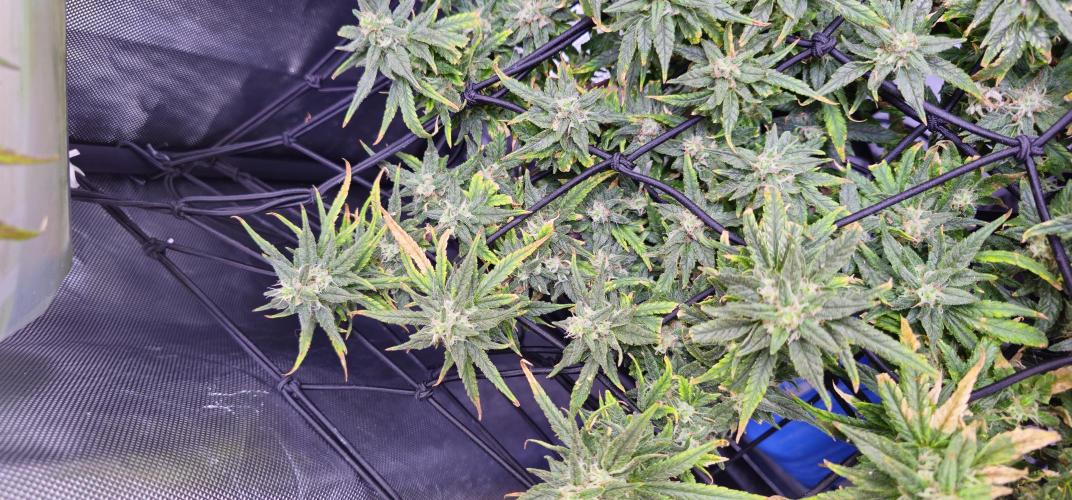 Bubblegum Femaleseeds. Week 16 - 21/04/2026