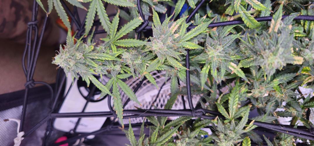 Bubblegum Femaleseeds. Week 16 - 21/04/2026