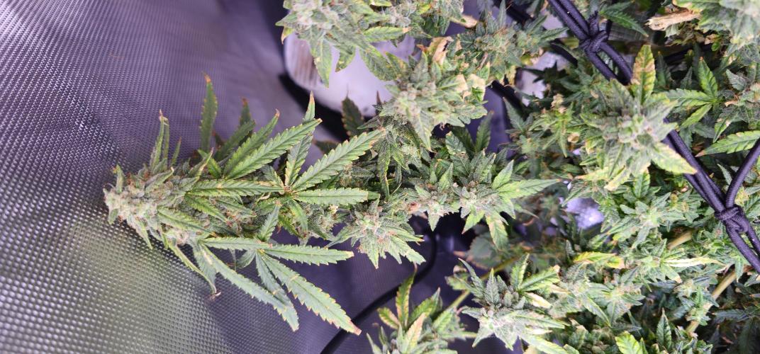 Bubblegum Femaleseeds. Week 16 - 21/04/2026