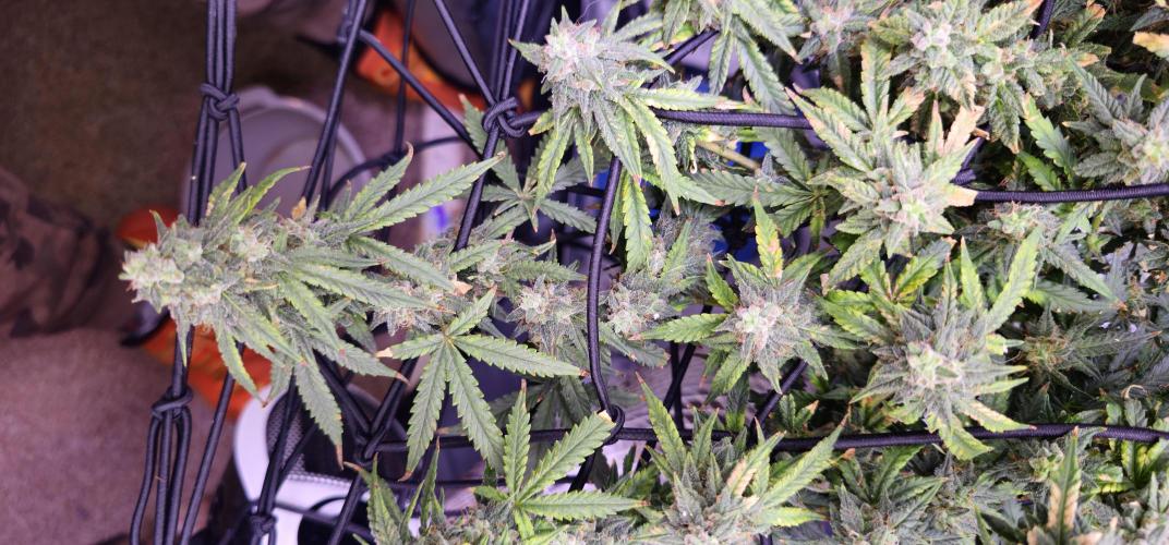 Bubblegum Femaleseeds. Week 16 - 21/04/2026