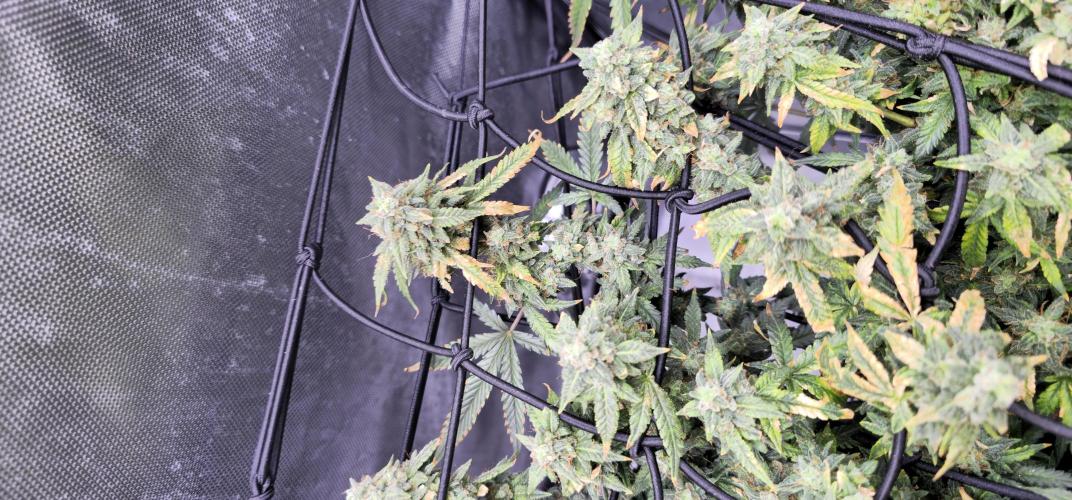 Bubblegum Femaleseeds. Week 16 - 21/04/2026