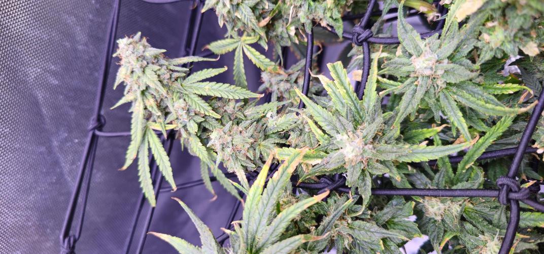 Bubblegum Femaleseeds. Week 16 - 21/04/2026