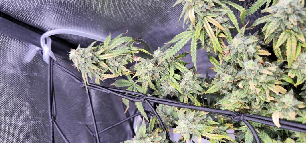 Bubblegum Femaleseeds. Week 16 - 21/04/2026