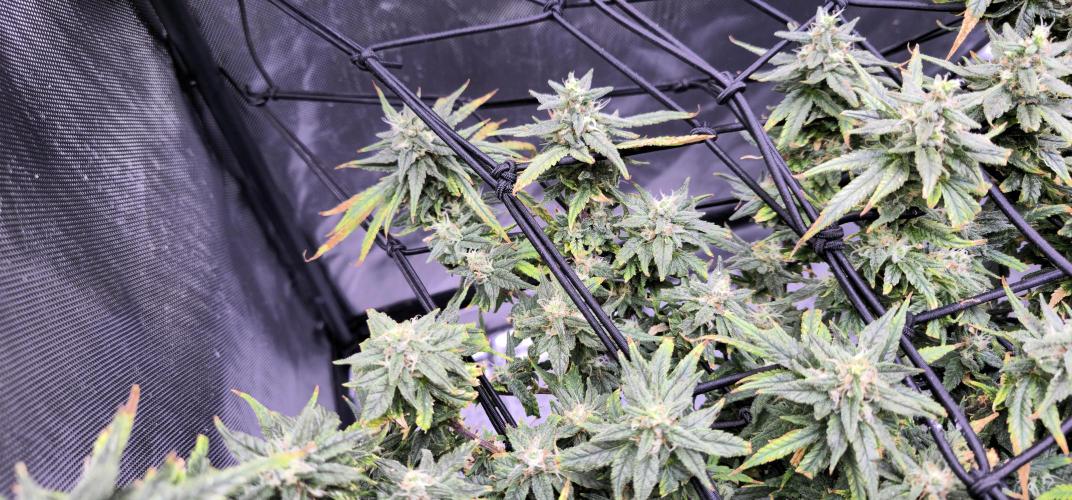 Bubblegum Femaleseeds. Week 16 - 21/04/2026