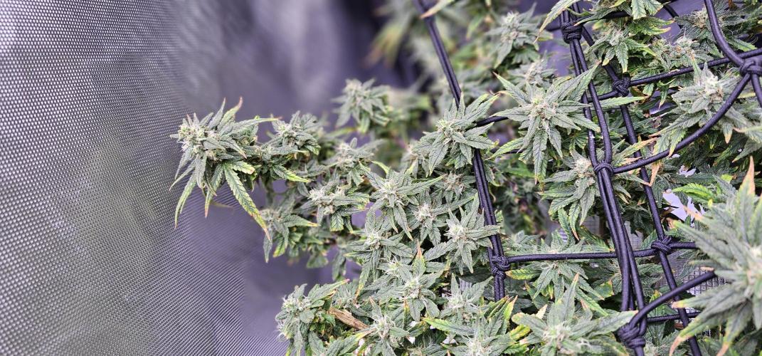 Bubblegum Femaleseeds. Week 16 - 21/04/2026