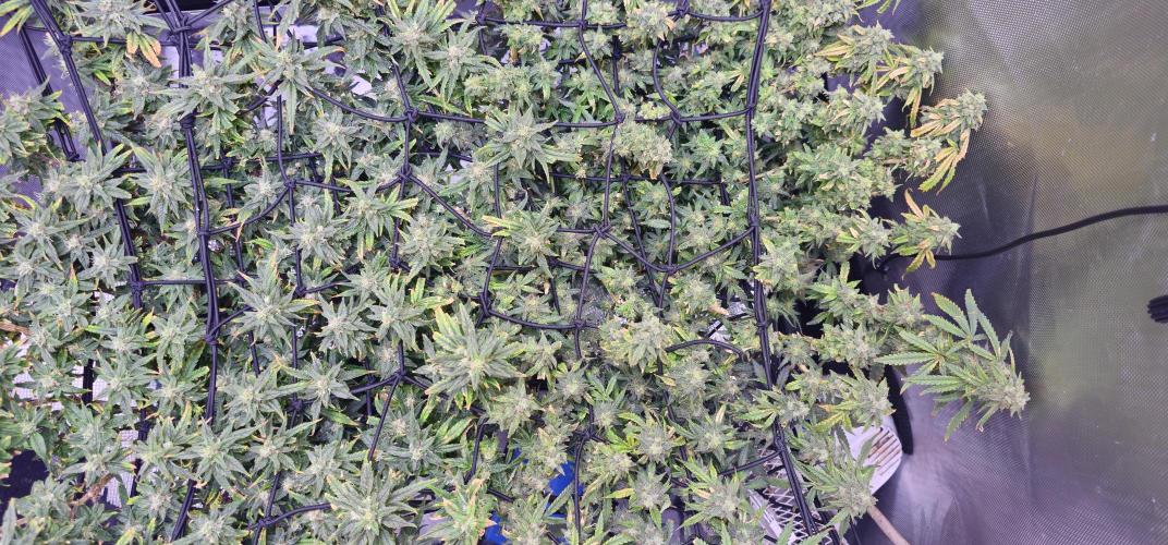 Bubblegum Femaleseeds. Week 16 - 22/04/2026