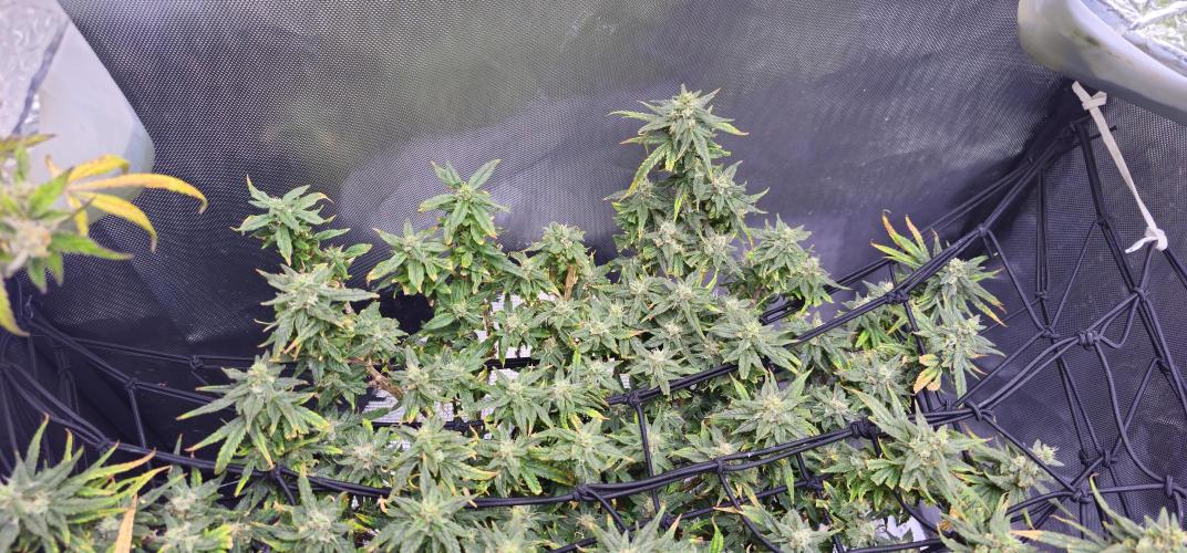 Bubblegum Femaleseeds. Week 16 - 22/04/2026
