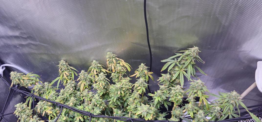 Bubblegum Femaleseeds. Week 16 - 22/04/2026